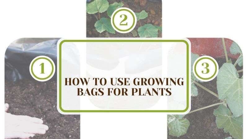 How To Use Growing Bags for Plants Plant America Growing Bags for Plants: How and What To Grow in It