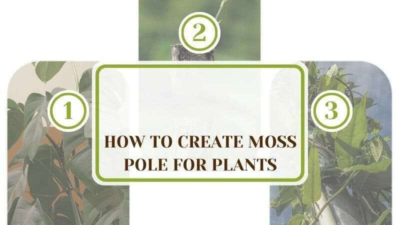 How to Create Moss Pole for Plants Plantamerica How To Create Moss Pole For Plants: Top Choices For Support