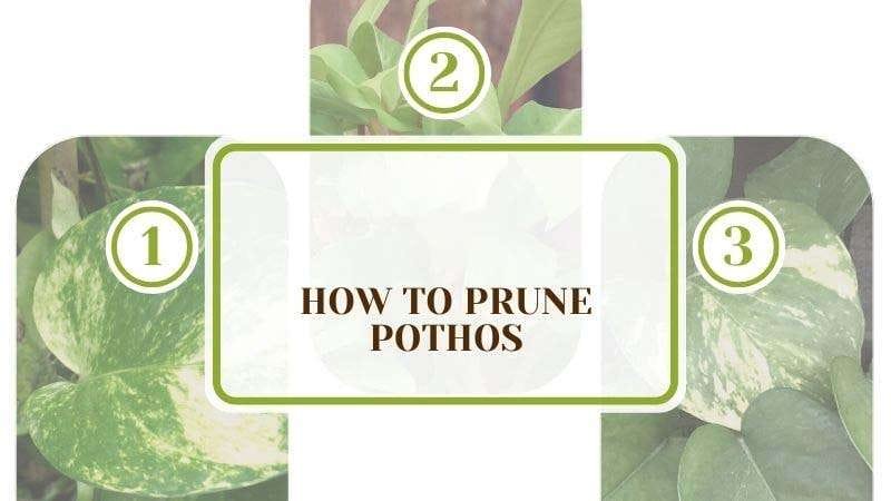 How to Prune Pothos PlantAmerica How to Prune Pothos: See Them Establish Healthier Leaves