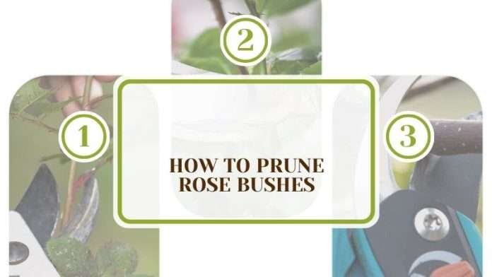 Clean Bush How to Prune Rose Bushes: 10 Easy Steps for a Clean Bush - Plant America