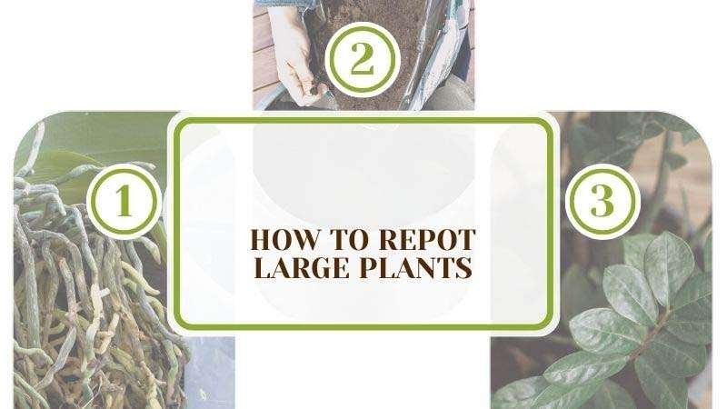How to Repot Large Plants Plant America How to Repot Large Plants: Giving Your Greens Room to Grow