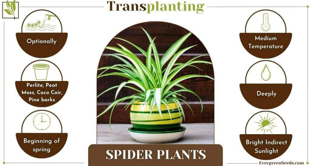 Transplanting Spider Plants