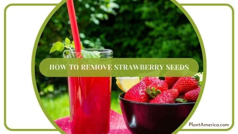 How to remove seeds from strawberry PlantAmerica