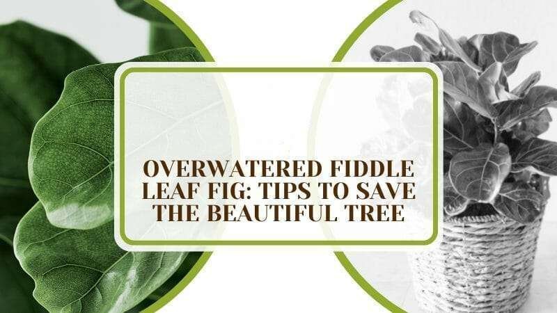 How to save fiddle leaf fig plant from overwatering Plant America Overwatered Fiddle Leaf Fig: Tips To Save the Beautiful Tree