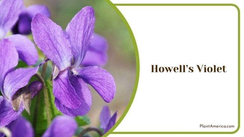 Howells Violet Plant America