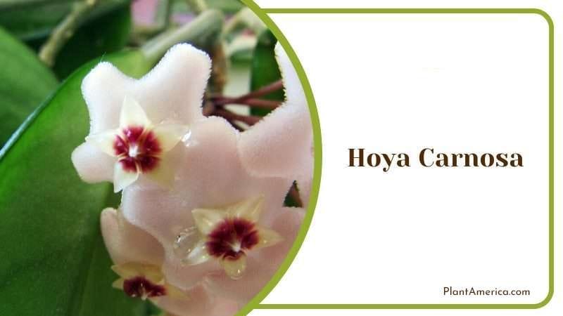 Hoya Carnosa PlantAmerica