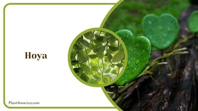 Hoya Plants Similar to Pothos Plant America Hoya Plants Similar to Pothos Plant America