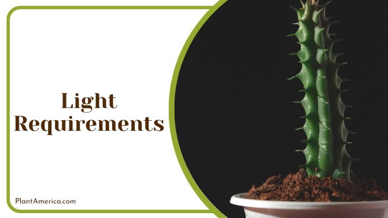 Huernia Schneideriana Care Guide Plant America