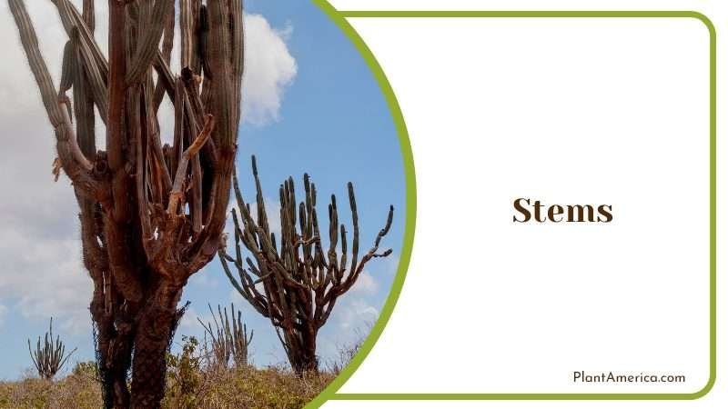 Huge Cactus from South Caribbean Plant America Huge Cactus from South Caribbean Plant America