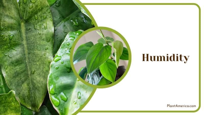 Humid Environment for Philodendron hederaceum PlantAmerica