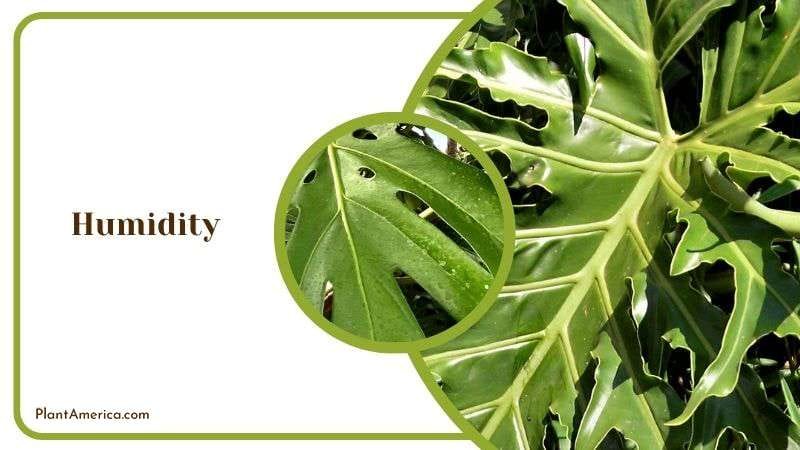Humidity Care for Philodendron Bipinnatifidum Plant America