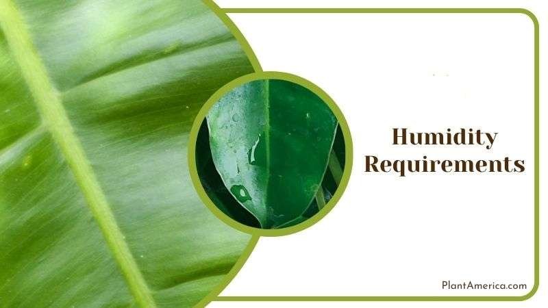 Humidity Care for Philodendron Subhastatum Plant America