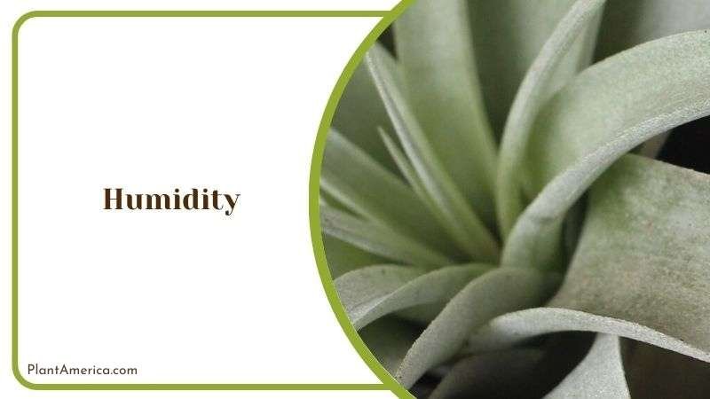 Humidity Care for Tillandsia Xerographica Plant America