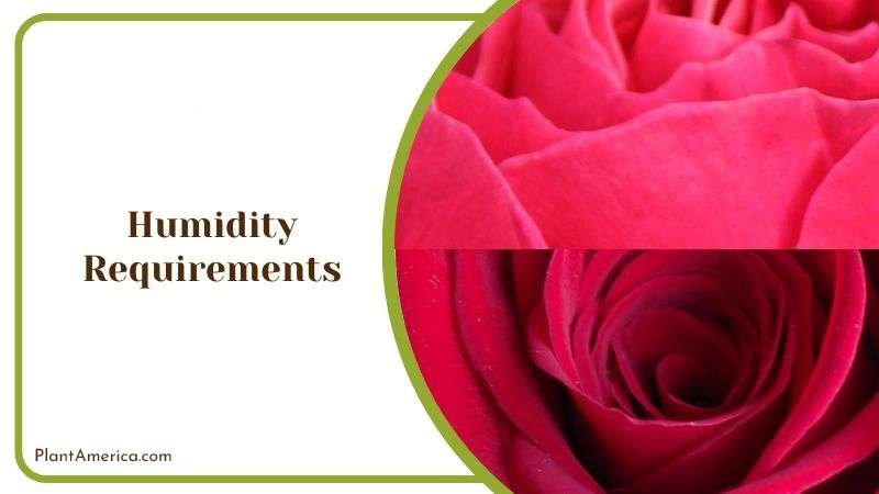 Humidity Condition for Rose Plant Plant America