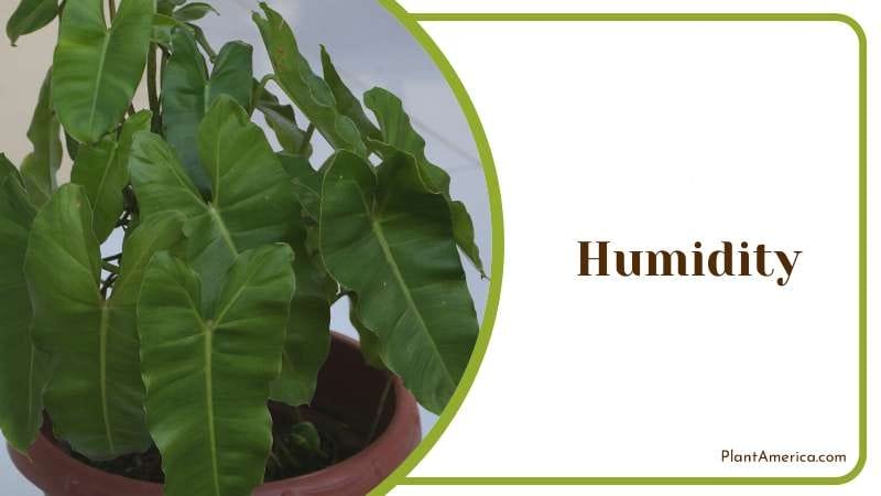 Humidity Conditions To Help Philodendron PlantAmerica Humidity Conditions To Help Philodendron PlantAmerica