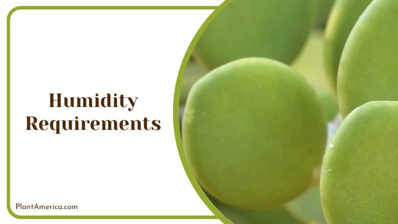 Humidity Conditions for Xerosicyos danguyi Plant America