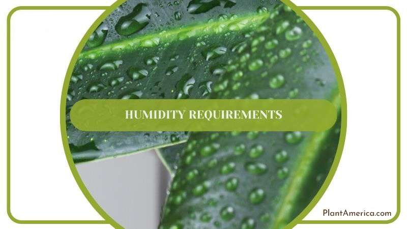 Humidity Guide for Sansevieria Plants PlantAmerica