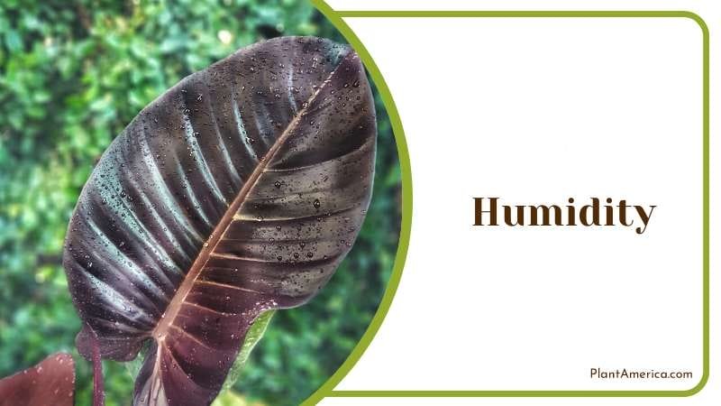 Humidity Level To Help Philodendron Bloody Mary PlantAmerica Humidity Level To Help Philodendron Bloody Mary PlantAmerica