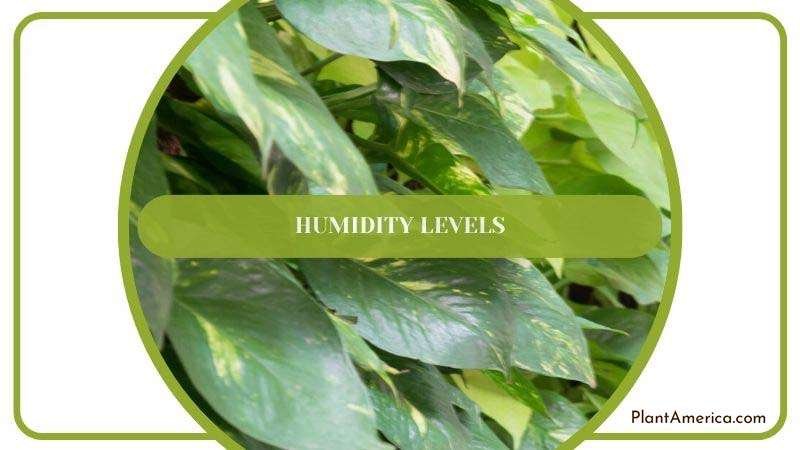 Humidity Levels for Treubii Plant Plant America Humidity Levels for Treubii Plant Plant America