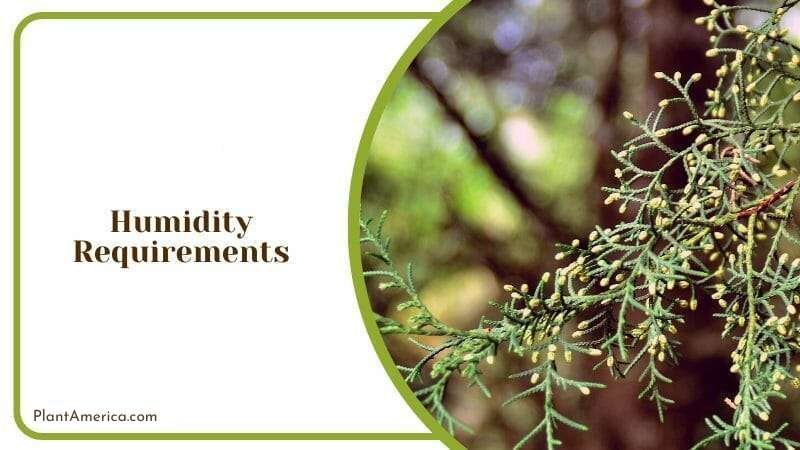 Humidity Management in Hollywood Juniper Plant America