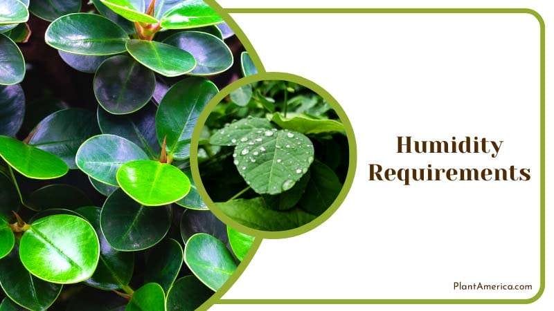Humidity Requirements For Peperomia Napoli Nights PlantAmerica Humidity Requirements For Peperomia Napoli Nights PlantAmerica
