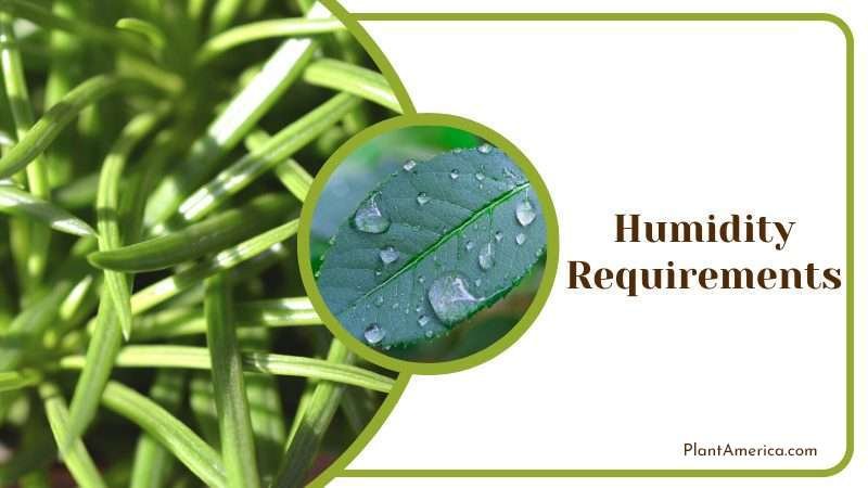Humidity Requirements For Senecio Barbertonicus Plant America
