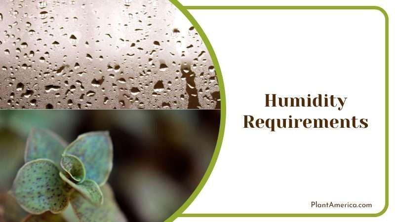 Humidity Requirements for Callisia Plant America
