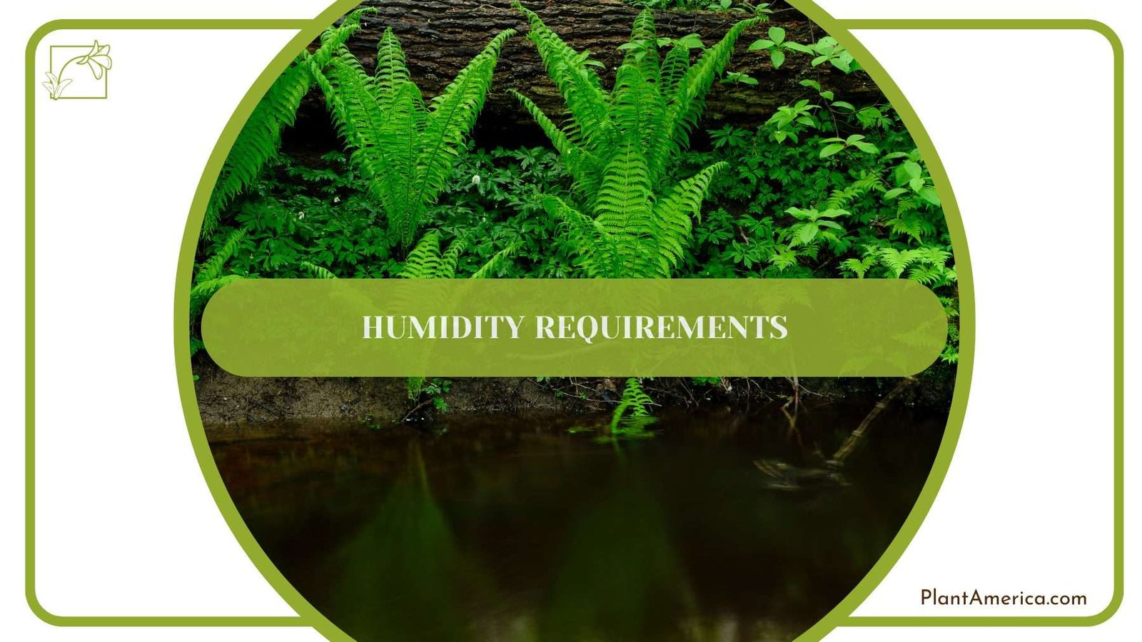 Humidity Requirements for Fern PlantAmerica