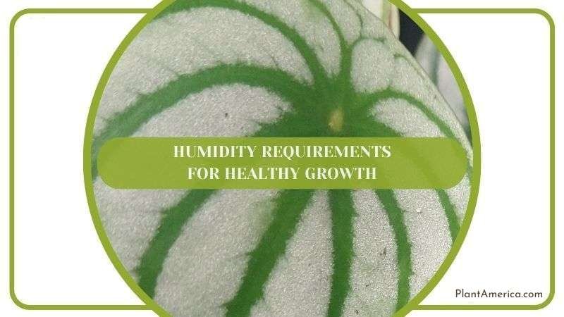 Humidity Requirements for Healthy Growth Plant America