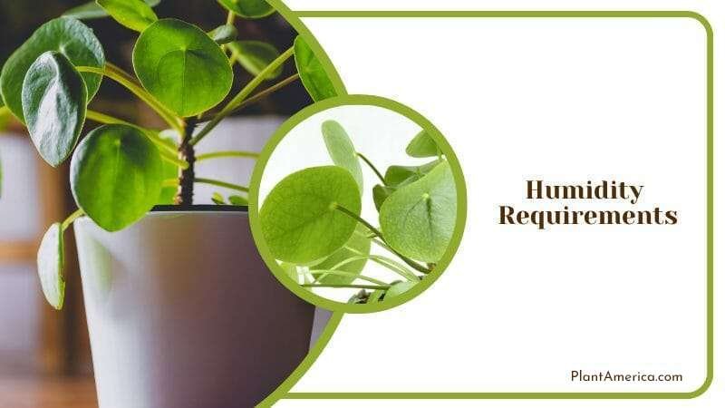 Humidity Requirements in Pilea Depressa Plant America