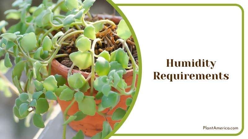Humidity Requirements to Grow PlantAmerica 1