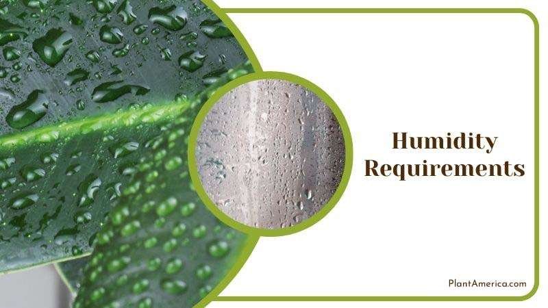 Muhamed Focus on details Image Humidity Requirements