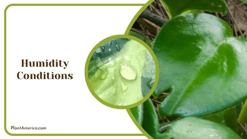 Humidity Tips for Philodendron Plants Plant America
