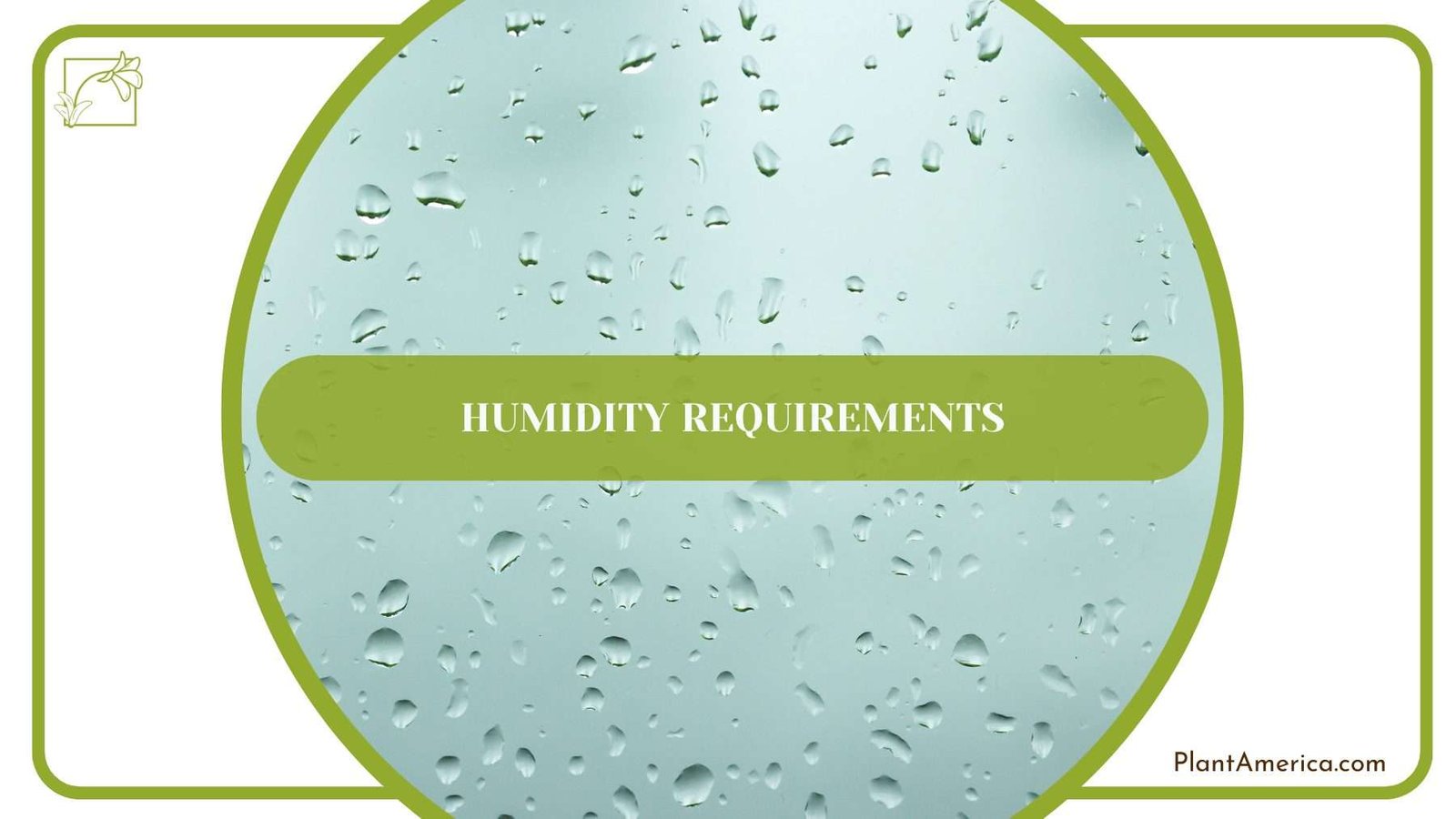 Humidity for Caladium Frog PlantAmerica Humidity for Caladium Frog PlantAmerica
