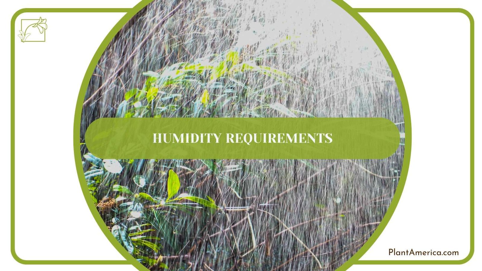 Humidity for Creeping Charlie PlantAmerica Humidity for Creeping Charlie PlantAmerica