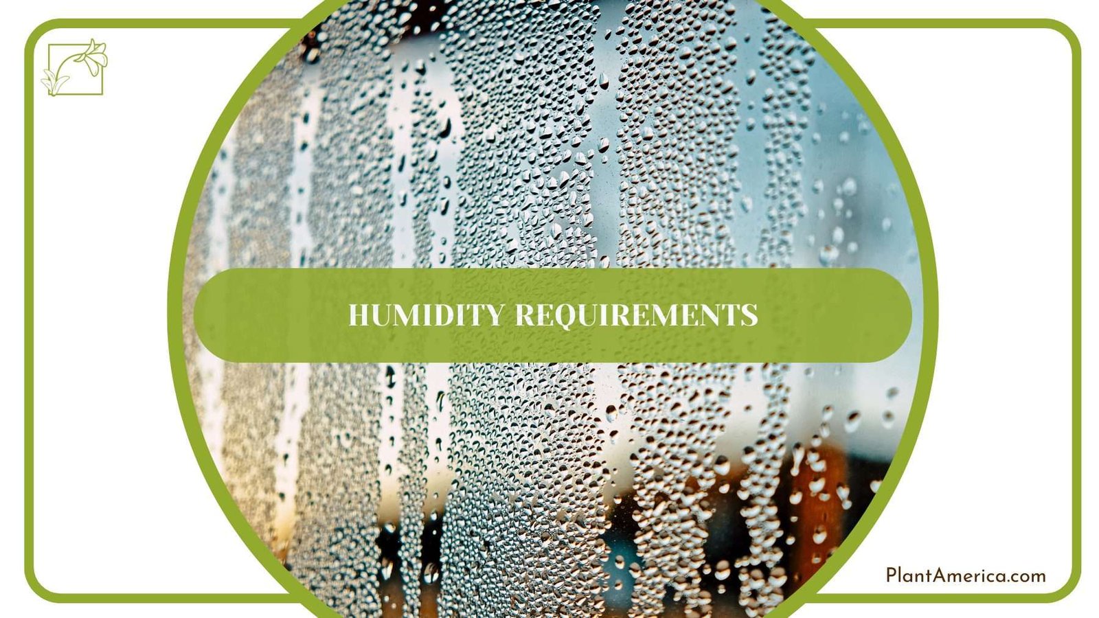 Humidity for Donkey Ear Plant PlantAmerica