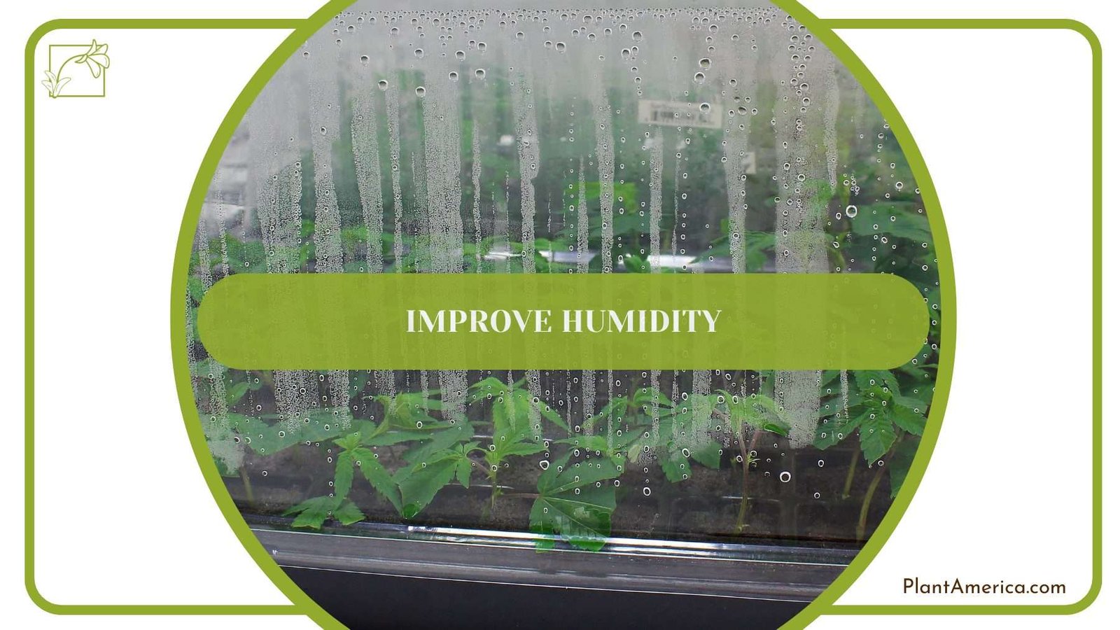 Humidity for Prayer Plants PlantAmerica