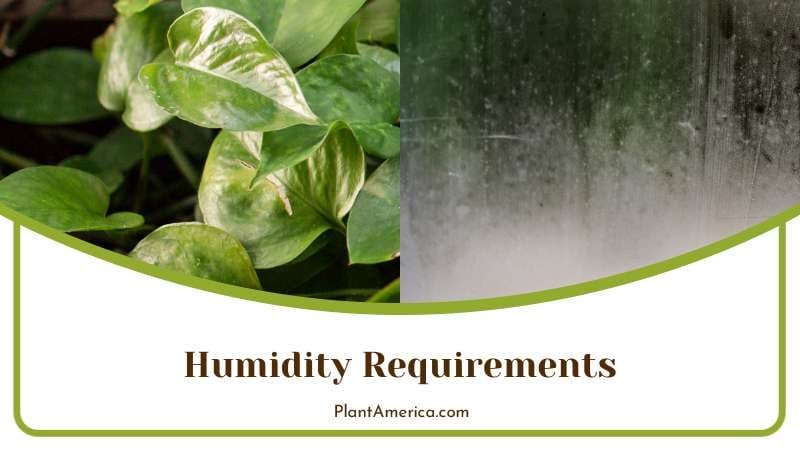 Humidity for Silver Pothos Plant America