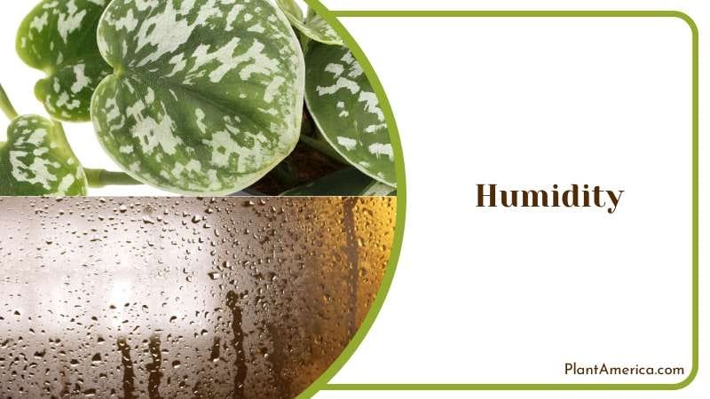 Humidity for Silver for Pothos Plant America