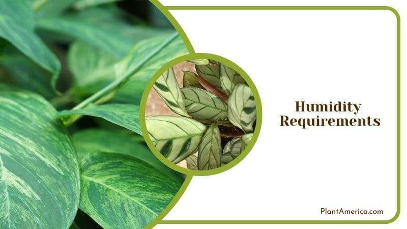 Humidity management for Ctenanthe Amagris Plant America