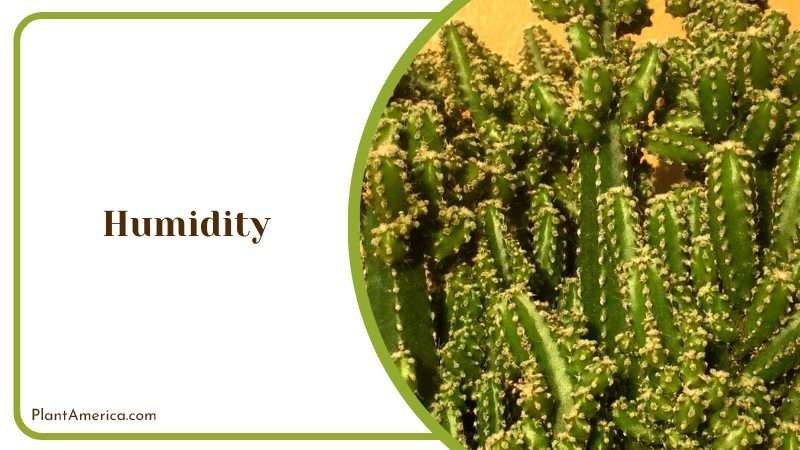 Humidity of Succulent Plant Plant America Humidity of Succulent Plant Plant America