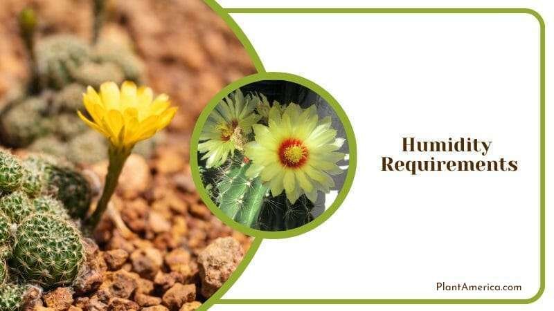 Humidity required in Domino Cactus Plant America