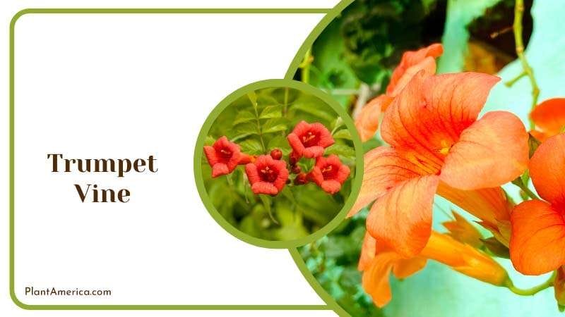 Hummingbird Attracting Vine Plant America