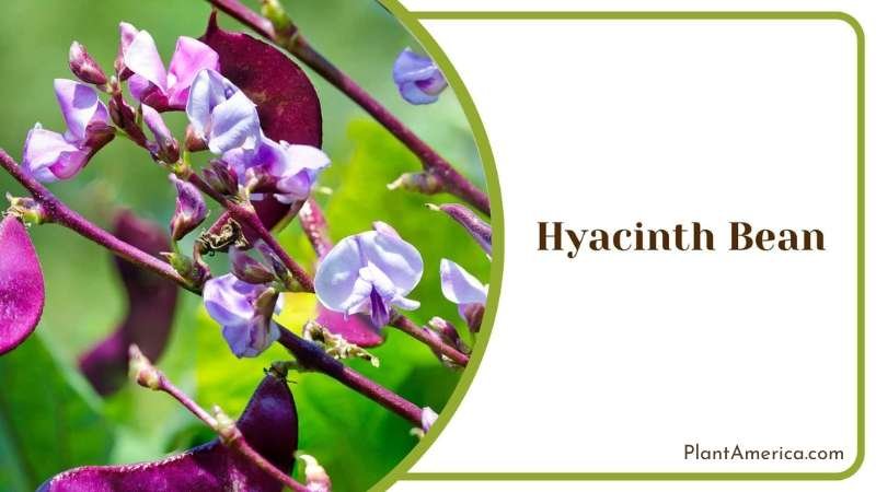 Hyacinth Bean Flowers Plant America Hyacinth Bean Flowers Plant America