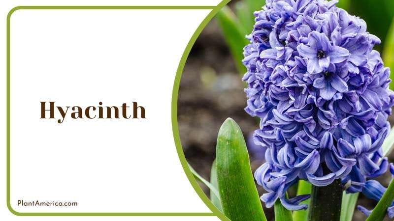 Hyacinth considered deer and squirrel resistant flowers PlantAmerica