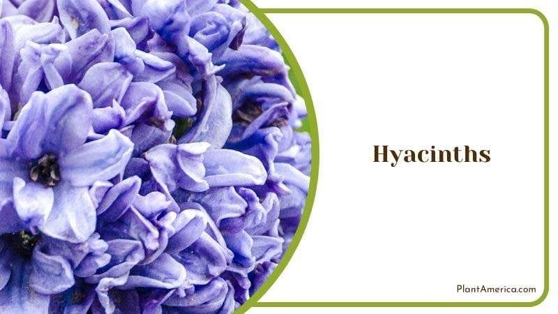 Hyacinths PlantAmerica