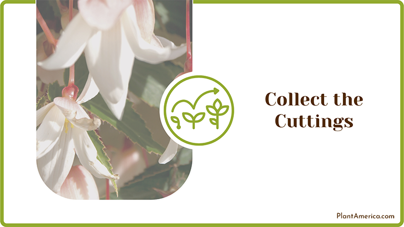 Hybrid Begonia Flowers ~ PlantAmerica