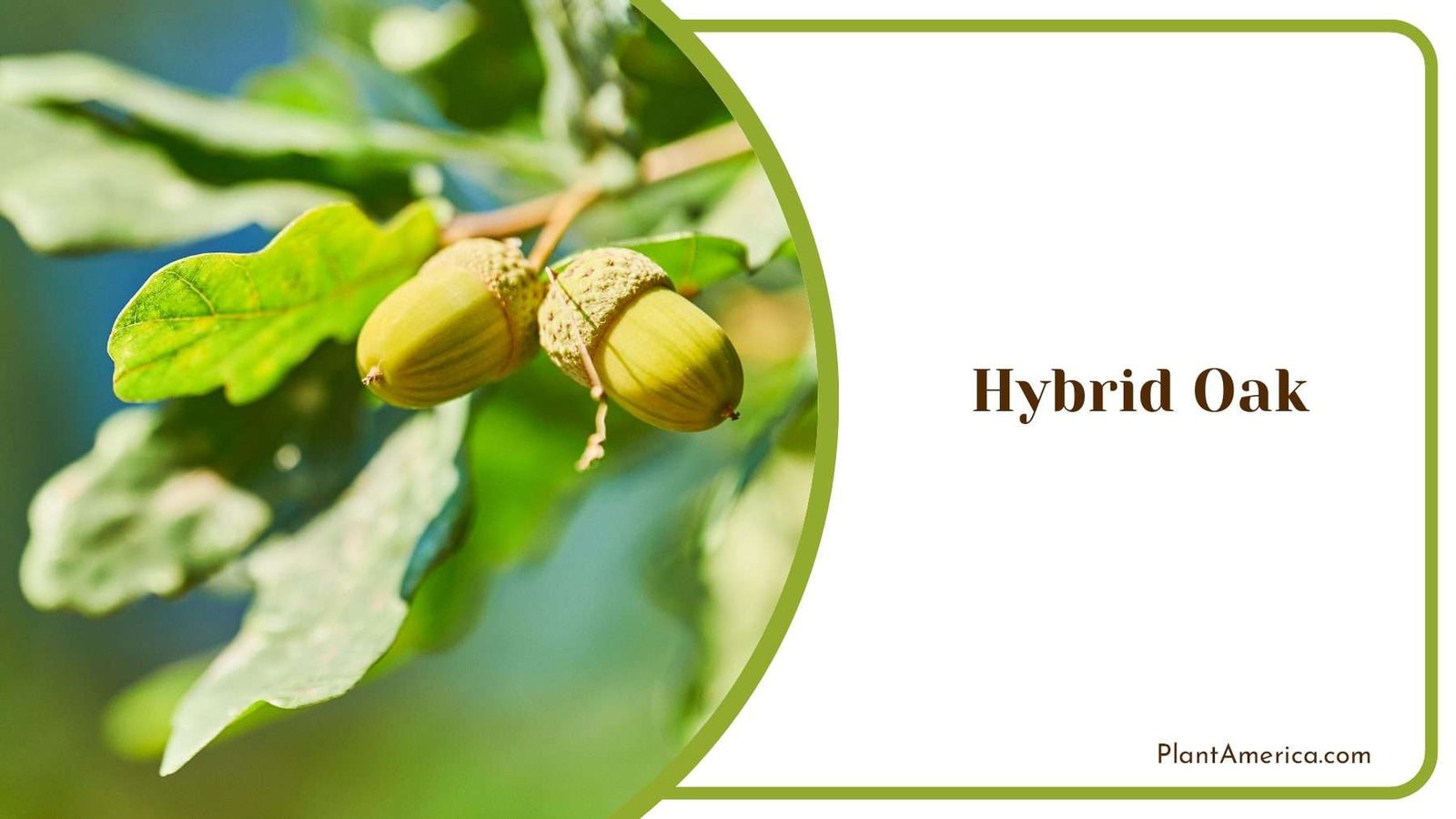 Hybrid Oak Growing Plant America