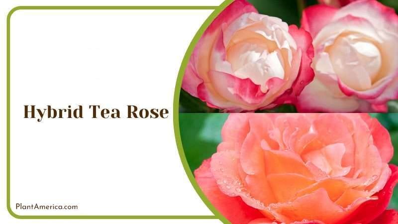 Hybrid Tea Rose PlantAmerica