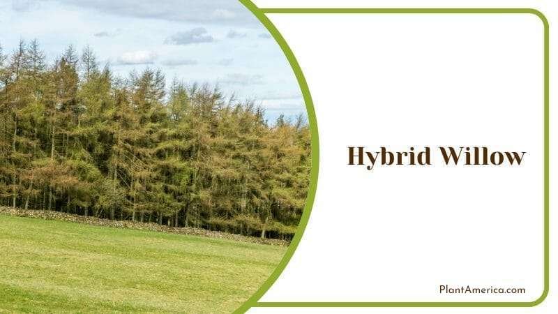 Hybrid Willow PlantAmerica